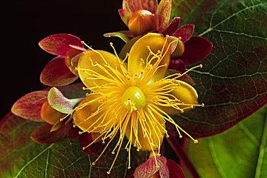 “从初中等到研究生”半瓶神仙醋武侠新作正式公布